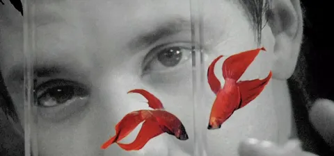 La ley de la calle Trailer