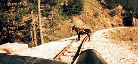 Sung ming yun oi dung ting Trailer