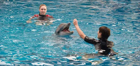 Winter - El delfín 2 Trailer