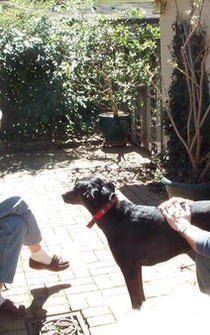 Poster de Your Mommy Kills Animals!