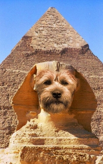 Poster de Un perro de otro mundo